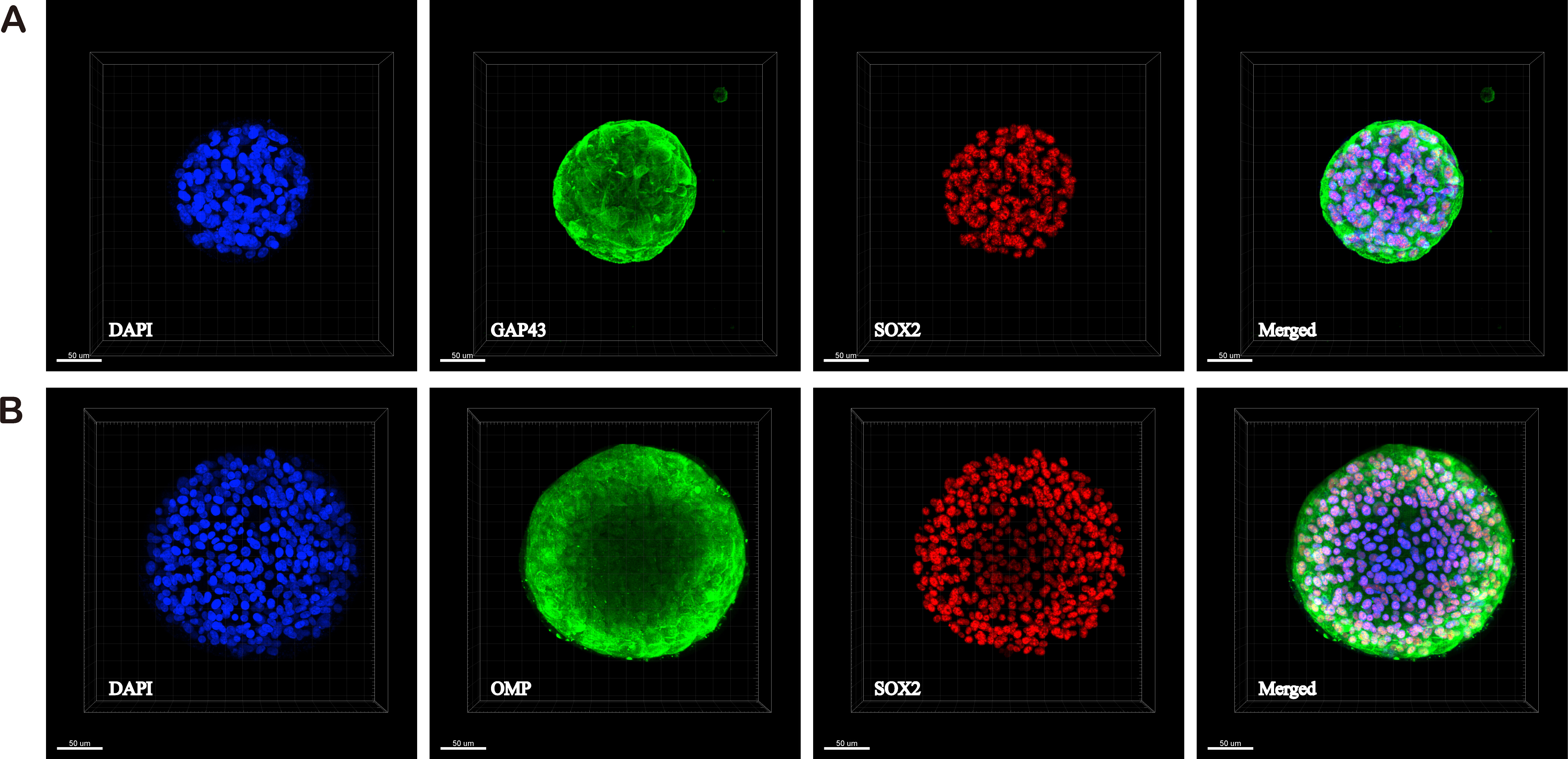 Generation and Differentiation of Human Olfactory Epithelial Organoids ...