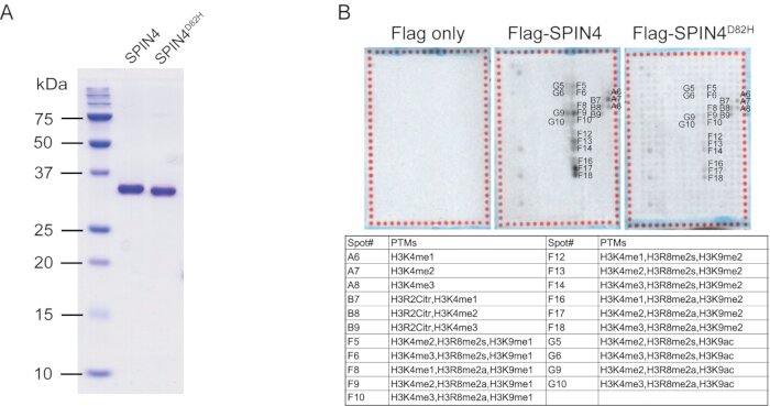 figure-results-1 Protein purification and post-translational modification analysis using SDS-PAGE and spot analysis chart.