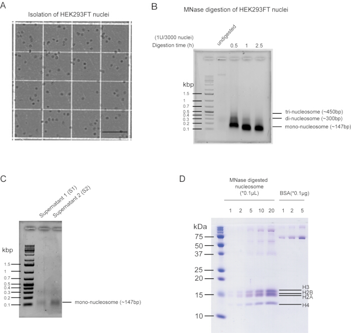 figure-results-3 HEK293FT nuclei isolation, MNase digestion, nucleosome separation, gel electrophoresis results.