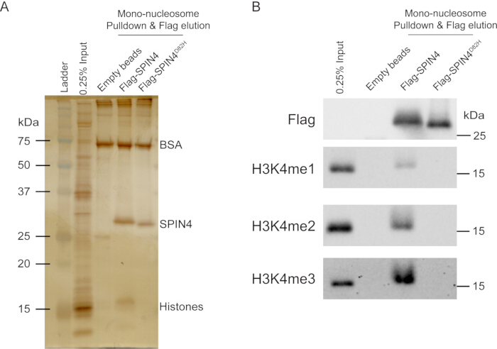 figure-results-4 Polyacrylamide gel electrophoresis and Western blot showing histone modifications and SPIN4.