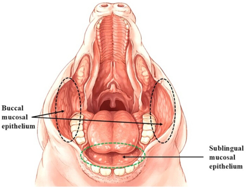 Oral cavity diagram showing buccal and sublingual mucosal epithelium anatomy for medical study.