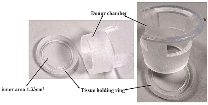 Static equilibrium apparatus: diagram of tissue holding ring and donor chamber for permeability study.