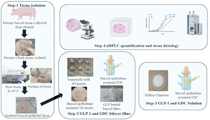 Porcine buccal tissue processing steps; diagram of isolation, uHPLC quantification, tissue histology.