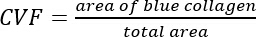 CVF equation for collagen area fraction; formula illustrates the ratio of blue collagen area to total area.