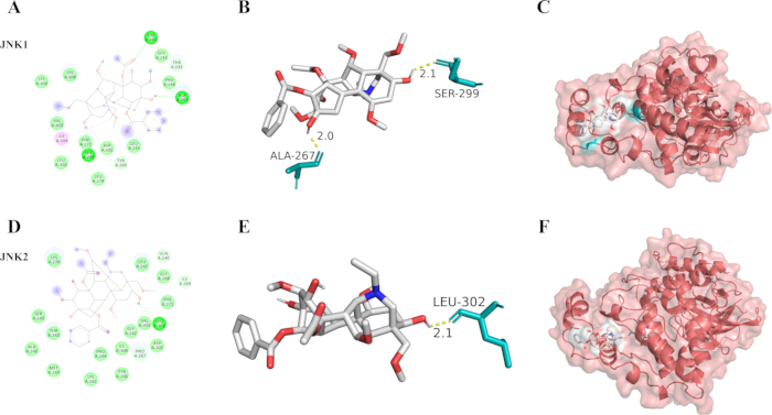 figure-results-4 JNK protein interactions; ligand binding diagrams (B, E) and surface models (C, F), molecular analysis.