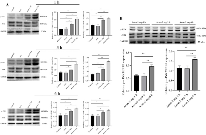 figure-results-5 Western blot analysis of p-JNK, JNK, GAPDH expression and bar graphs at 1, 3, 6 hours treatment.