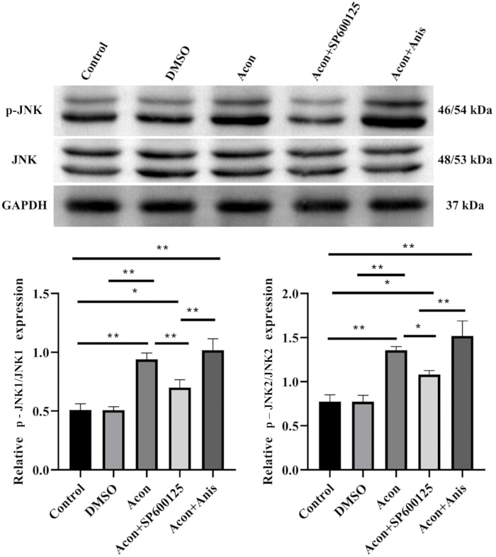 figure-results-6 Western blot analysis and bar charts showing JNK protein expression levels in various treatments.