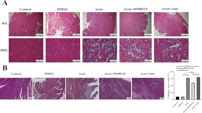 figure-results-7 Histology results; tissue sections in varying treatments, magnified (40X, 400X); analysis chart.