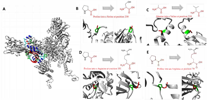 figure-results-11 Protein structure analysis; genetic mutations; diagrams; amino acid substitution; molecular biology.