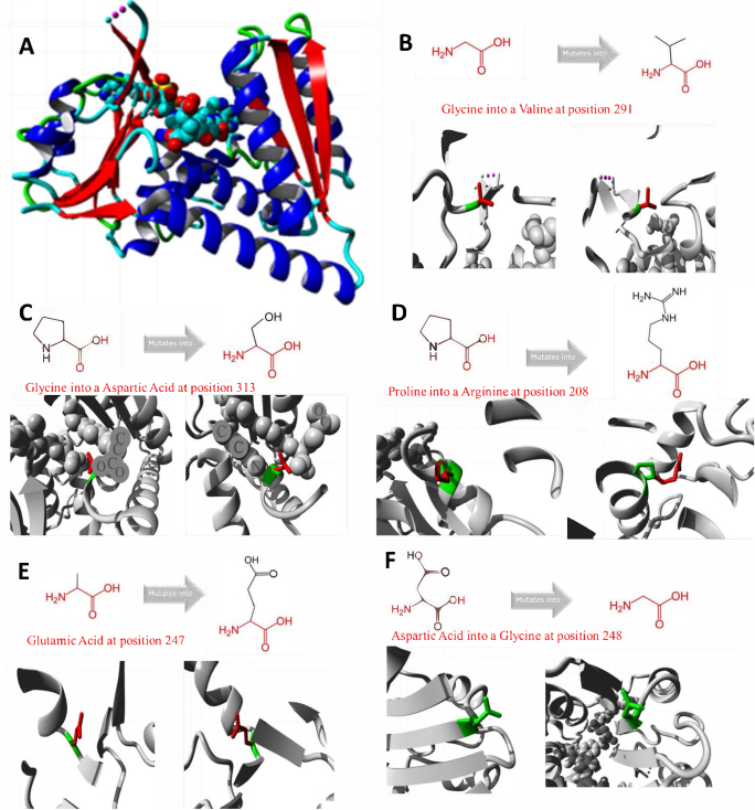 figure-results-12 Protein mutagenesis diagram; glycine to valine, proline to arginine, highlighting position changes.