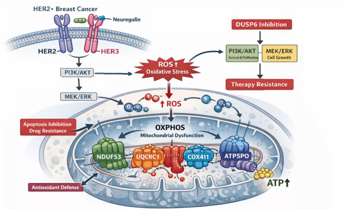HER2+ cancer diagram, oxidative stress, ROS impact, OXPHOS dysfunction, drug resistance pathway.