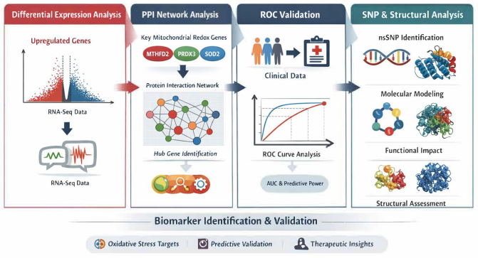 Differential expression analysis, RNA-Seq, PPI network, ROC validation, SNP structural analysis diagram.