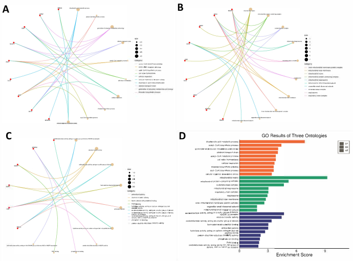 figure-results-4 Gene ontology analysis; diagrams A-C, networks; D, bar chart; enrichment scores, biological pathways.