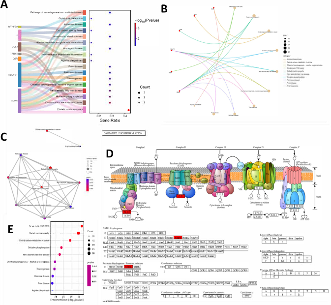 figure-results-5 Oxidative phosphorylation processes; includes diagram, network, and gene ratio analysis chart.