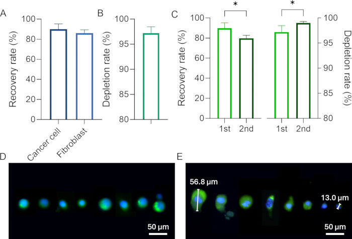 Cell recovery and depletion rates chart; fluorescence microscopy images of cell sizes and distances.