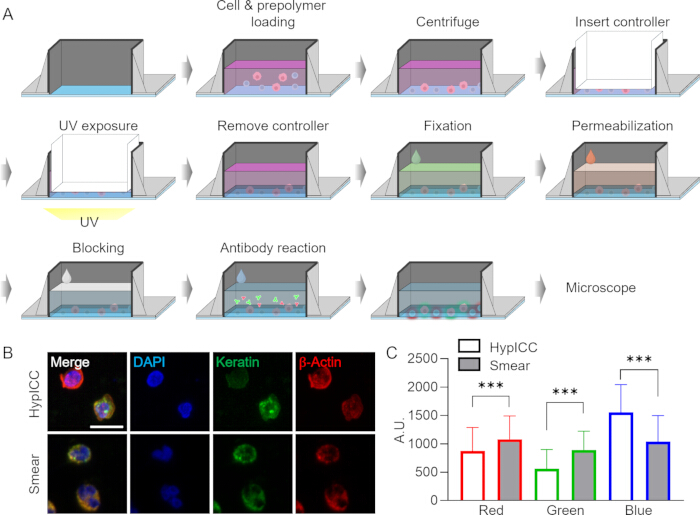 Cell processing workflow; UV exposure, antibody reaction; microscopy results; fluorescence graph.
