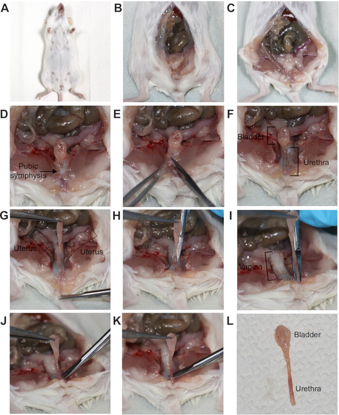 figure-results-1 Mouse dissection sequence; anatomical study; uterus and bladder exposure; scientific analysis.