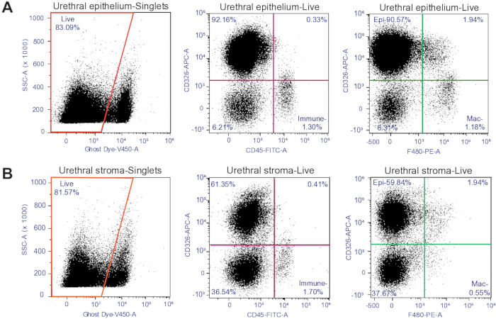 figure-results-3 Flow cytometry analysis; scatter plots of urethral epithelium and stroma; CD45, CD326 markers.