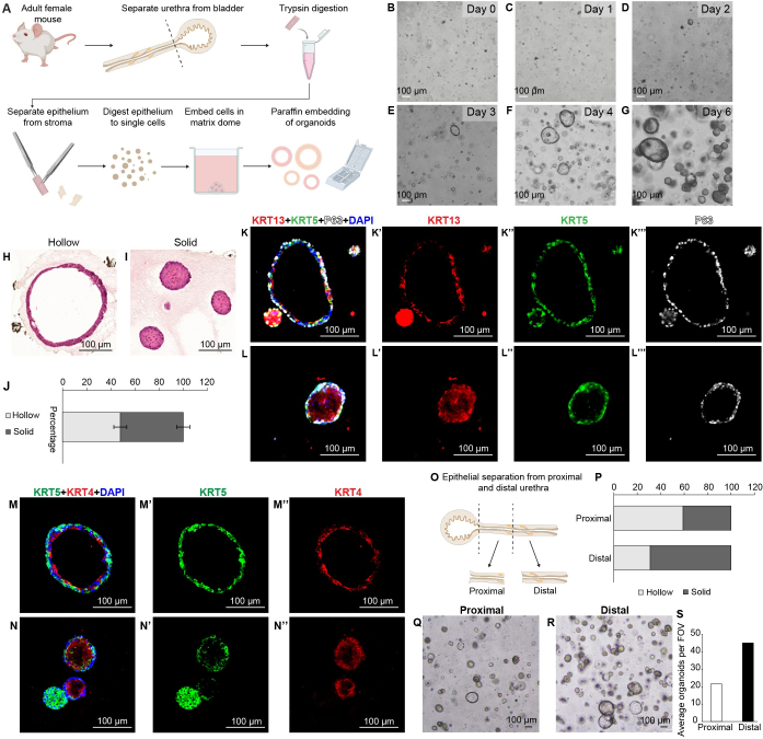 figure-results-4 Urethra organoid formation process; mouse cell embedding, trypsin digestion; microscopy images, graphs.