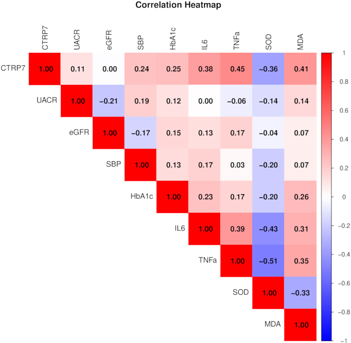 figure-results-2 Correlation heatmap showing variable relationships between CTRP7, UACR, eGFR, SBP, HbA1c, IL6, TNFa.