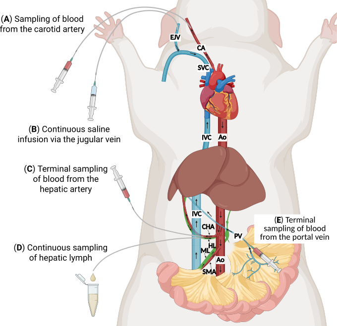 Blood sampling diagram in a rodent model highlighting arterial and venous infusion and collection.