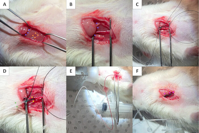 Surgical procedure on animal subject; experimental setup with surgical tools and sutures for study.