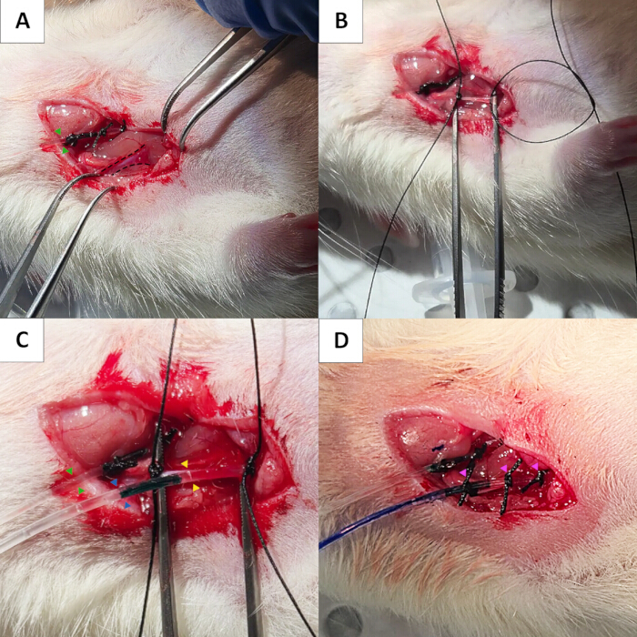 Surgical technique in animal study; sequence A-D; incision, sutures; procedure diagram.