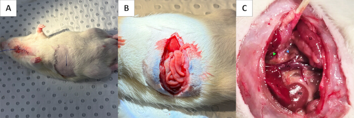 figure-protocol-3