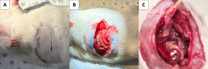 Rat abdominal surgery, steps showing incision, exposure of intestines, and surgical site exploration.