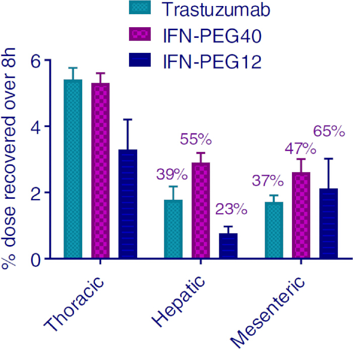 Bar chart; thoracic, hepatic, mesenteric drug dose recovery comparison: Trastuzumab, IFN-PEG40, IFN-PEG12.