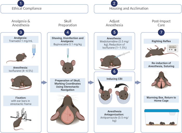 figure-results-1 Surgical procedure flowchart for mouse brain study; includes anesthesia, CBI induction steps.