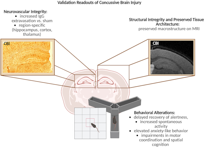 figure-results-2 Concussion analysis: neurovascular integrity, MRI structural integrity; mouse behavioral study.