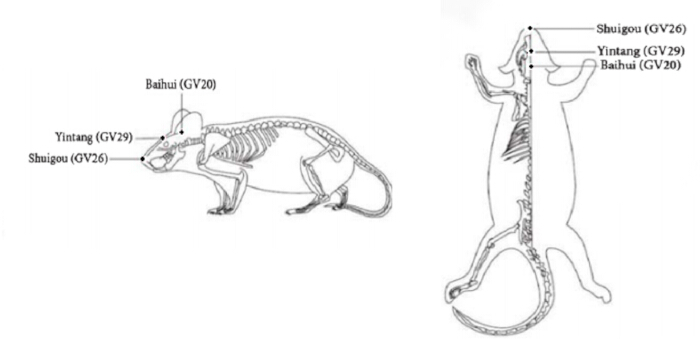 Acupuncture points diagram on rat skeleton for GV20, GV26, GV29; anatomical reference study.