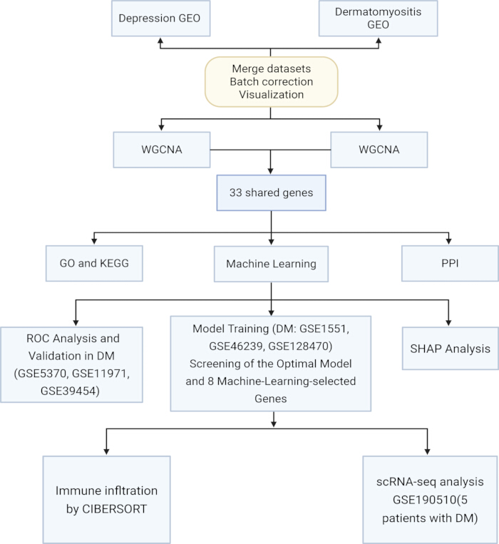 Gene analysis workflow diagram, including WGCNA, machine learning, PPI, SHAP, and immune infiltration.