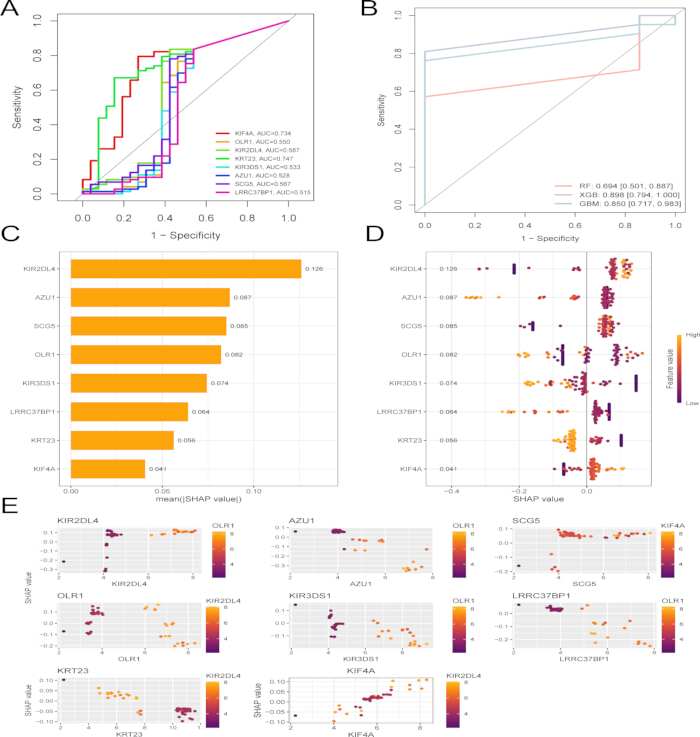 figure-results-5 ROC curves and SHAP value graphs; data analysis in predictive modeling of gene expression.