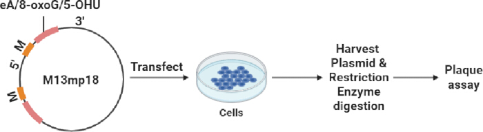 figure-protocol-1 Plasmid DNA transfection, restriction enzyme digestion, and plaque assay process diagram.
