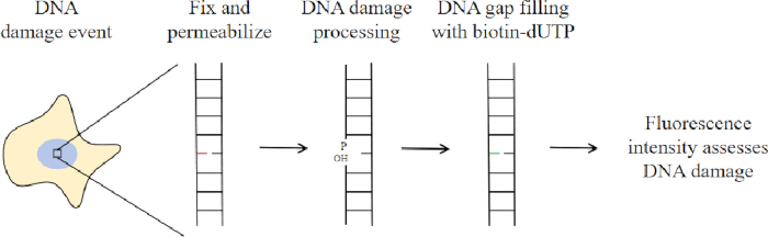 figure-protocol-2 DNA damage assessment diagram; DNA repair monitoring, fluorescence intensity analysis.