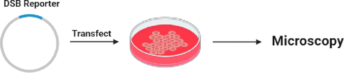 figure-protocol-4 DSB reporter transfection process diagram; microscopy analysis; DNA repair study.