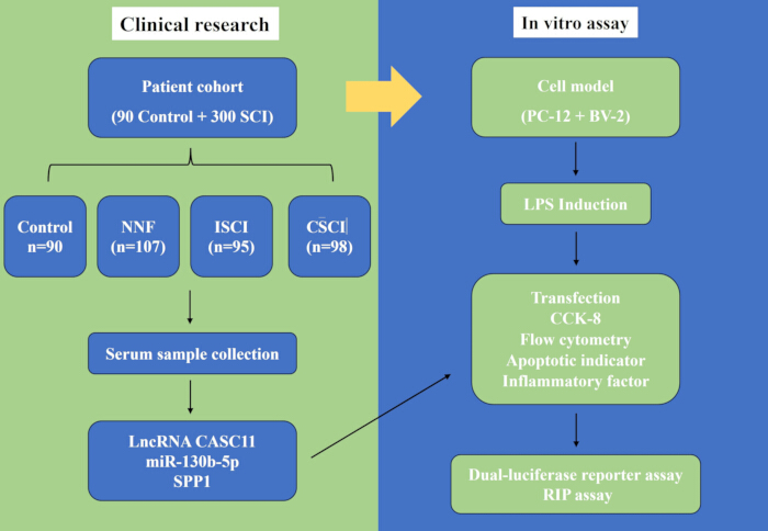figure-results-1 Clinical research and in vitro assay flowchart: serum sample collection, LPS induction, assays.