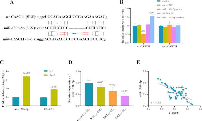 figure-results-4 CASC11-miR130b interaction analysis, sequence alignment, and statistical graphs indicating expression data.