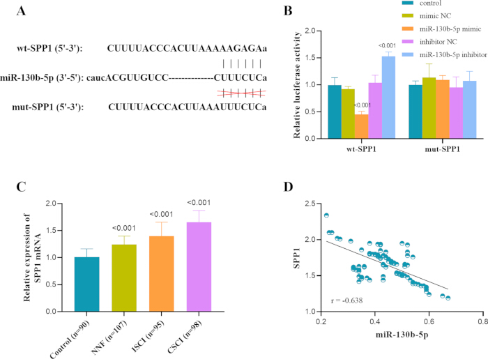 figure-results-6 SPP1-miR-130b sequences, luciferase assay results, RNA expression bar chart, SPP1 scatter plot.