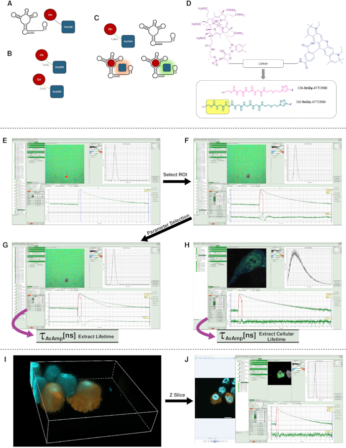 figure-results-2 分子结构;寿命提取;光谱数据分析;荧光显微镜方法。