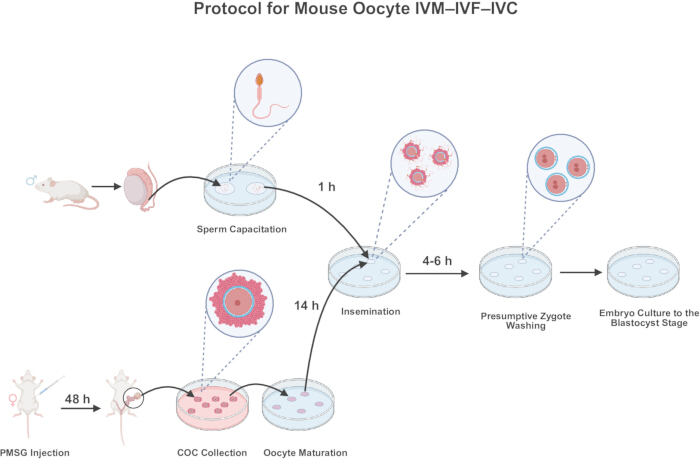 Mouse oocyte IVM-IVF-IVC process diagram; involves sperm capacitation, insemination, embryo culture.