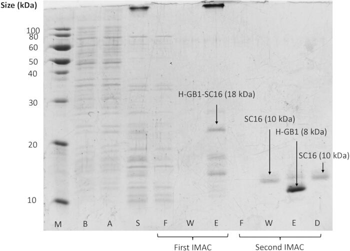 figure-results-1 SDS-PAGE电泳结果;通过IMAC进行的蛋白质纯化;显示分子量标记物。