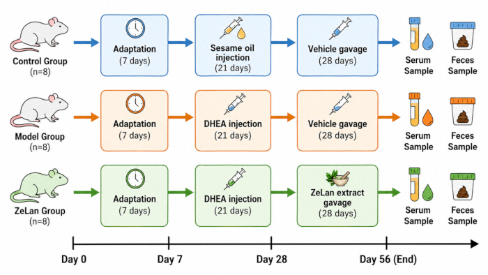 Experimental timeline diagram showing control, model, ZeLan groups with DHEA injections, sample collection.