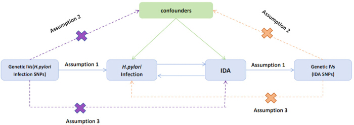 Conceptual diagram illustrating genetic IVs, H. pylori infection, confounders, and IDA assumptions.