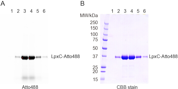 Protein electrophoresis results; LpxC-Atto488 visualization; CBB stain; molecular weight markers.
