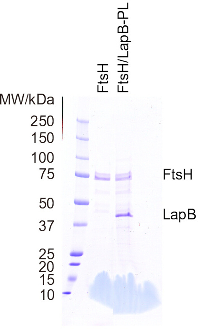 SDS-PAGE gel, protein separation; FtsH, LapB bands; molecular weights marked, electrophoresis results.