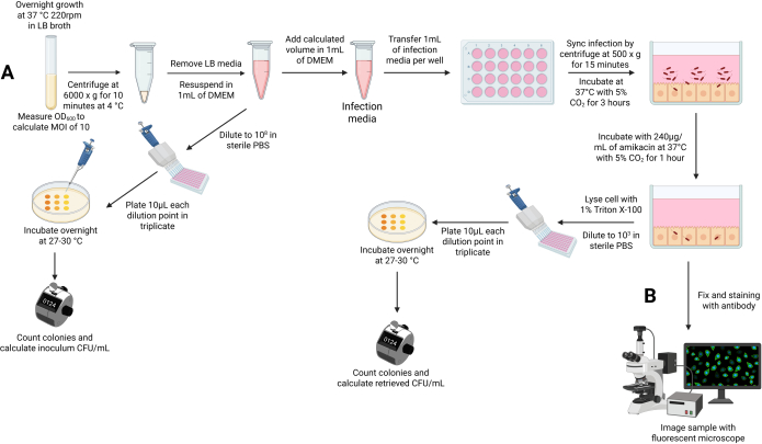 figure-results-4 Bacterial infection process diagram; centrifugation, colony counting, CFU/mL calculation, microscopy.