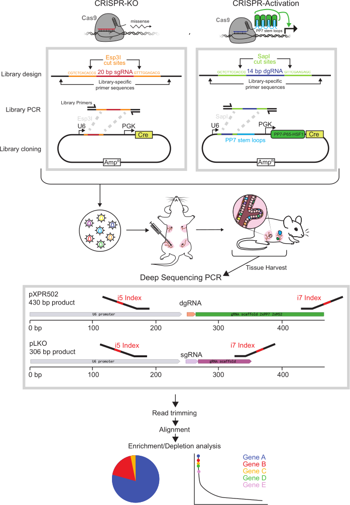 figure-results-1 CRISPR gene editing diagram; knockout and activation experiments; sequencing, data analysis method.